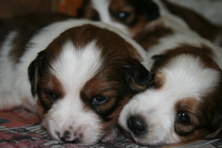 Puppies